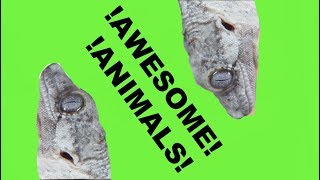 REPTILES REPTROPOLIS, AND I BROKE MY KNEE!  (Vlog 32)