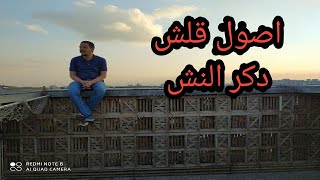 موسم القلش/كلام اصول غيه حمام/ التعامل مع الحمام /غيه الحمام/رامى ابودشيش