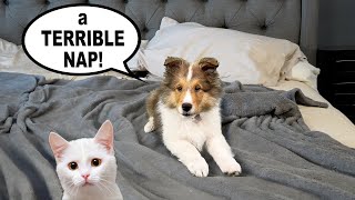 'It was a TERRIBLE NAP!'  a hilarious Biscuit Talky on Cricket 'the sheltie' Chronicles e280