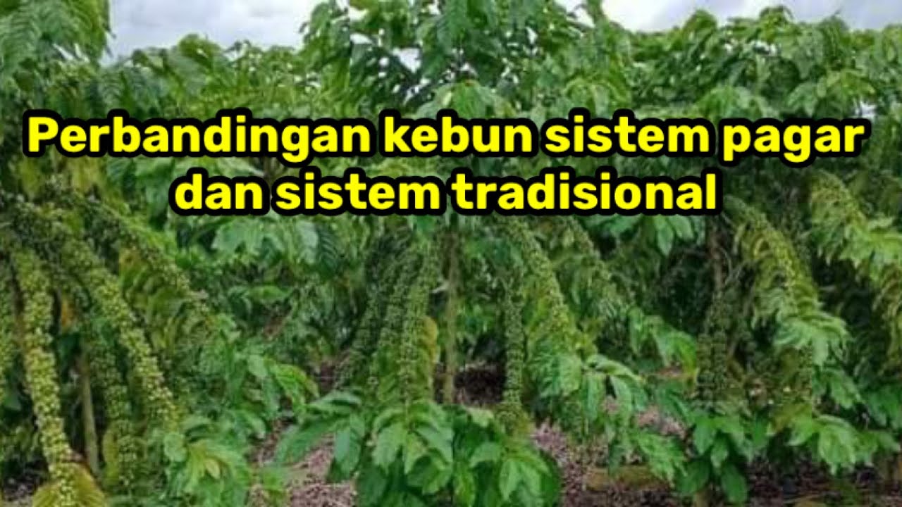 Perbandingan kebun sistem pagar dan sistem tradisional