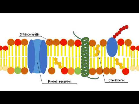 Lipid raft (지질 뗏목)