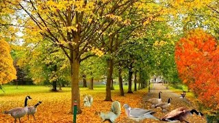 Autumn in England | Autumn in UK | Autumn Leaves are falling down | Autumn Season | Autumn Colour 