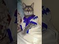 ماساخيش بفقيتو مسكين قطط Cats Catlover قطط كيوت Fanyvideo Shortvideo ماساخيش بفقيتو مسكين قطط Cats Catlover قطط كيوت Fanyvideo Shortvideo