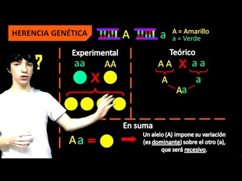 Vídeo: Com funciona l'herència mendeliana?