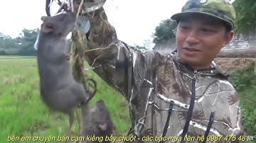 4 mẫu cạm bẫy chuột ,bẫy chuột đồng , bẫy chồn , bẫy cầy cáo , bẫy mèo giá rẻ