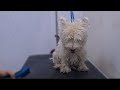 You gonna love this westie transformaiton  dog grooming