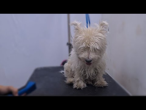 Video: Různé účesy pro West Highland Terrier