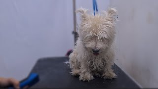 : YOU GONNA LOVE THIS WESTIE TRANSFORMAITON.  DOG GROOMING