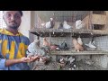 high flying pigeon || fancy pigeon breeding update