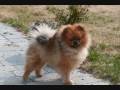 Springtime at Bella klein`s Pomeranian! http://www.bellaklein.no