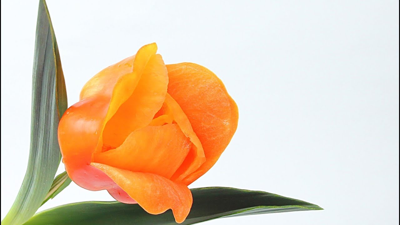 208 How to make a sweet bell pepper tulip carving garnish tutorial