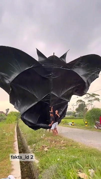 Two adults were carried away by a large kite #flying #kites #uniquefacts #shortvideo