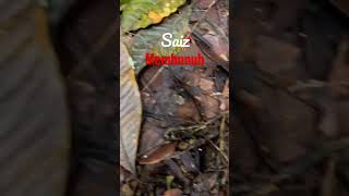 Lipan bara hutan / saiz membunuh