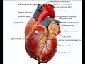 Heart Anatomy and Circulation Quiz