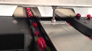 Chilean Optical Sorter #1