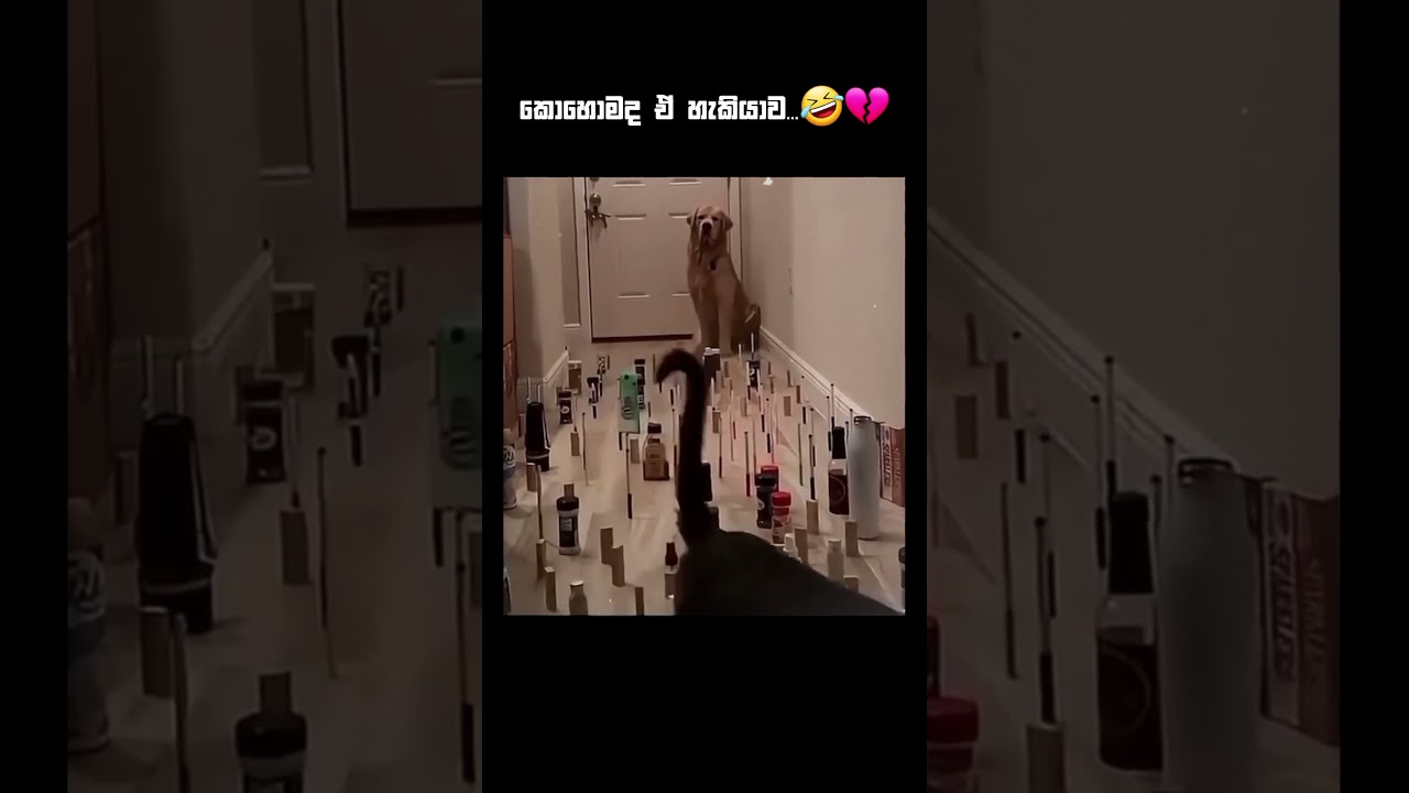 Funny videos 😂 #funny #memes #react #trynottolaugh
