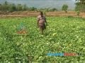 Cucumber farmers hope return profit
