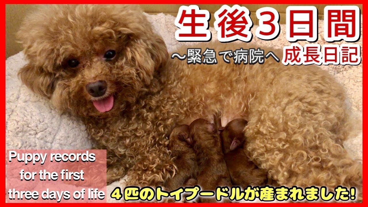 激動の3日間①【子犬の成長】〇〇が原因で緊急病院へ…呼吸の浅かった子犬のその後…Record of the