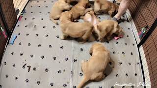 Puppy Humor...with Rosie's Litter! by Imagination Goldens 1,743 views 1 year ago 58 seconds