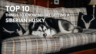 Top 10 things you need to know before getting a Siberian Husky | Siberian Husky 101 #husky by Elaine Le 204 views 9 months ago 14 minutes, 23 seconds