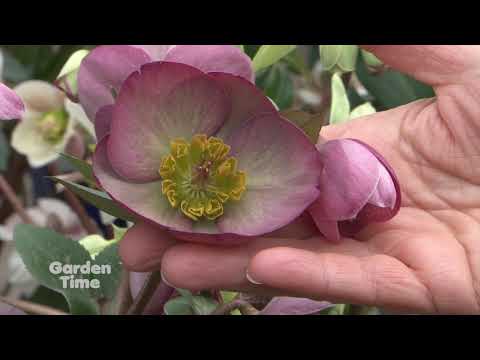 Video: Hellebore Qora