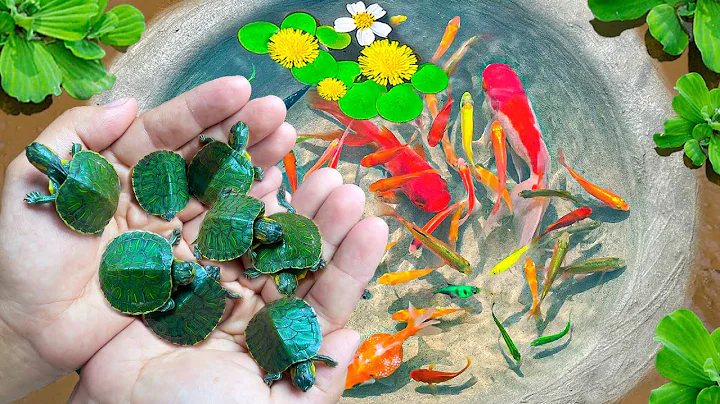 Amazing Catch Colorful Tiny Ornamental Turtles, Snakehead Fish, Koi, Striped Horsefish, Ranchu Fish - DayDayNews
