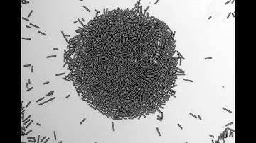Motion of rod-like particles by light-driven diffusioosmotic flow