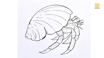 Hermit Crab drawing II How to draw A Hermit Crab drawing step by step II part 01 II #artjanag