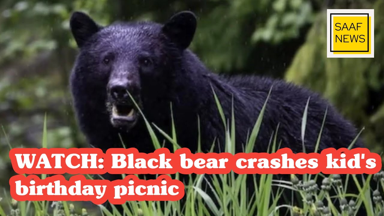 WATCH: Black bear crashes kid's birthday picnic | video goes viral