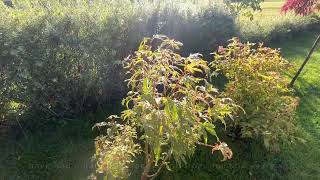 Four small maples in a line, Emerald lace, Butterfly, Metamorphosa, Green umbrella