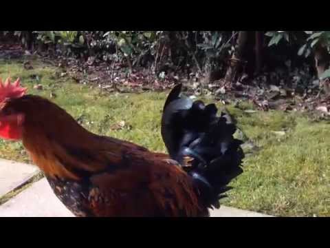 Video: Chi era il proprietario del gallo che cantava?