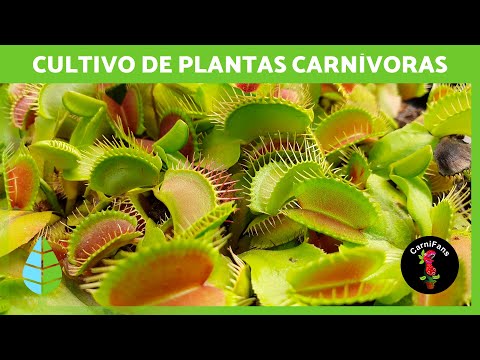 Video: Jardín carnívoro al aire libre: consejos para crear un jardín de plantas carnívoras