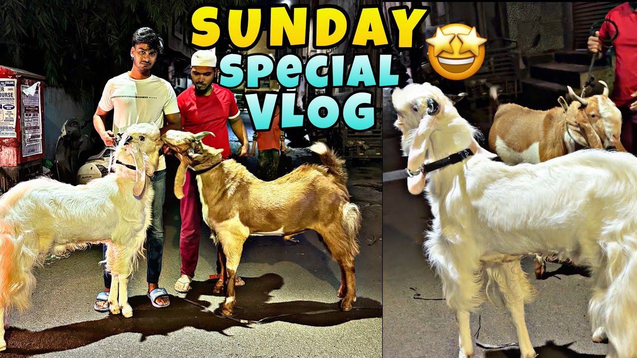Finally Sunday Special Vlog Aagaya With Sartaj || MD ANAs VLOGs