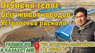 Мясной КРС в Казахстане. Племрепродуктор на 10 000 голов Ангусов. Работа за ветеринарным станком.