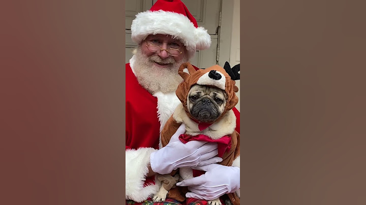 Meeting Santa 🐶🎅🏼