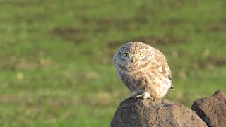 Kukumav Athene Noctua