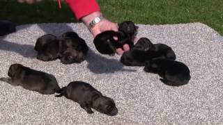 One day old Kraftwerk K9 German Shepherd Puppies