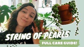 STRING OF PEARLS CARE + PROPAGATION | senecio rowleyanus tips
