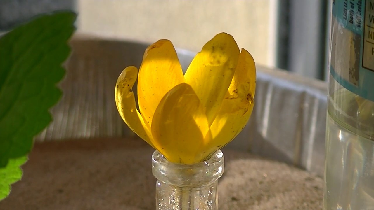 Yellow crocus timelapse. Shot 19/03/2020.