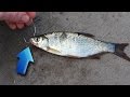 Tips for catching more bass with live bait! - How to catch bass - Bass fishing with live bait