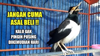 Tips beli burung jalak suren yg tepat, jangan salah beli? screenshot 2