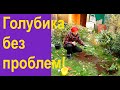 Сажаем голубику: всё самое главное