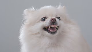 Pomeranian Puppies Playtime Cute Overload! by Pomeranian USA 164 views 4 weeks ago 3 minutes, 37 seconds