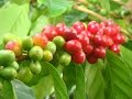 Coffee - [n] Ethiopia's ultimate gift to the world.