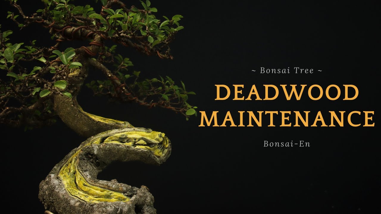 Уход за бонсай-мертвеем