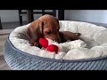 Mini Dachshund Puppy's First Week At Home