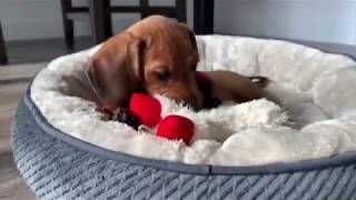 Mini Dachshund Puppy's First Week At Home