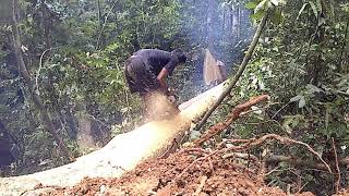 lanjut belah panjang 8meter sekali belah kayu meranti putih super STIHL 070