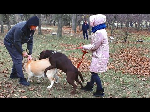 Video: Je! Ni Sifa Gani Za Kuzaliana Kwa Labrador Retriever