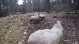 Winter Driving Turlach